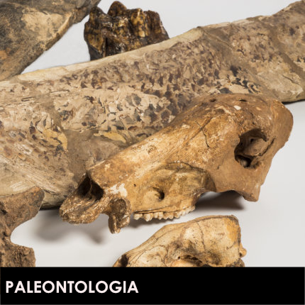 Paleontologia