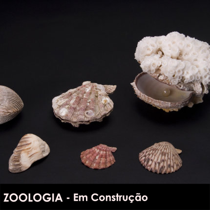 Zoologia